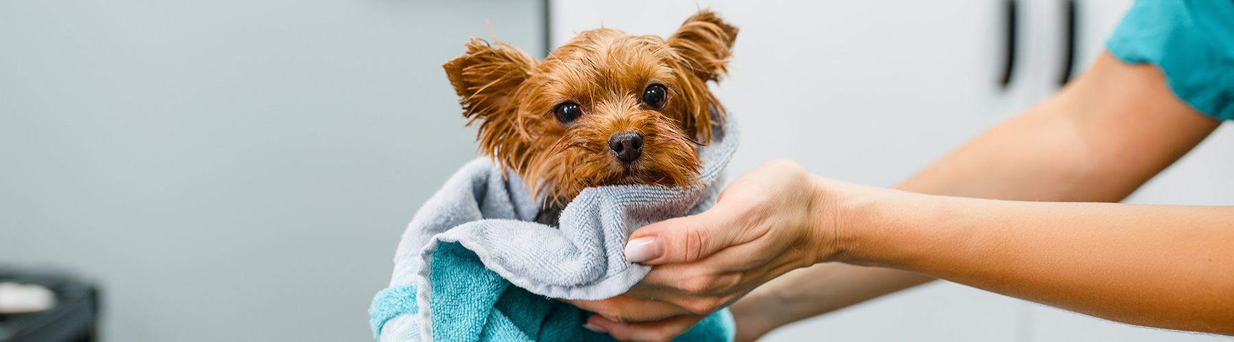 frisch-gewaschener-hund-im-hundesalon-wien.jpg